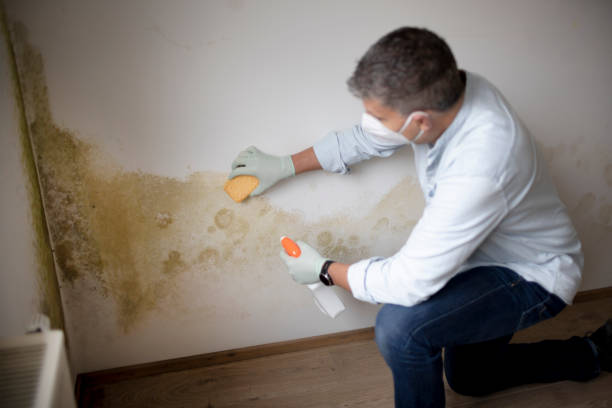 Best Environmental Consulting for Mold Prevention  in Lake Elmo, MN