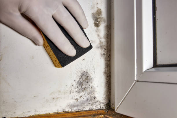 Best Indoor Air Quality Assessment  in Lake Elmo, MN