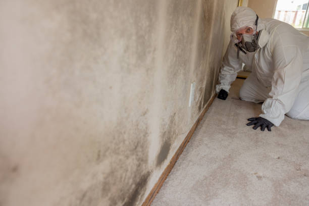 Best Dehumidification Services  in Lake Elmo, MN